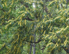Daviesia arborea