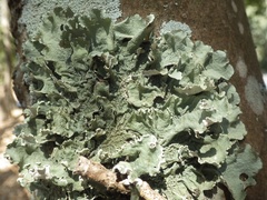 Parmotrema hypoleucinum