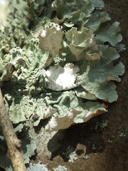 Parmotrema hypoleucinum