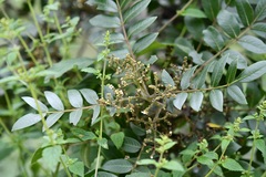 Rhus schiedeana