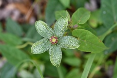 Gonolobus incerianus