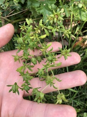 Potentilla supina