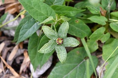 Gonolobus incerianus