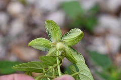 Gonolobus incerianus