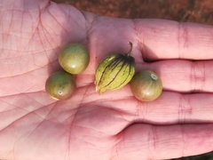 Physalis ixocarpa
