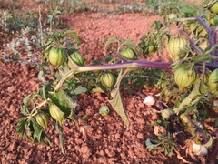 Physalis ixocarpa