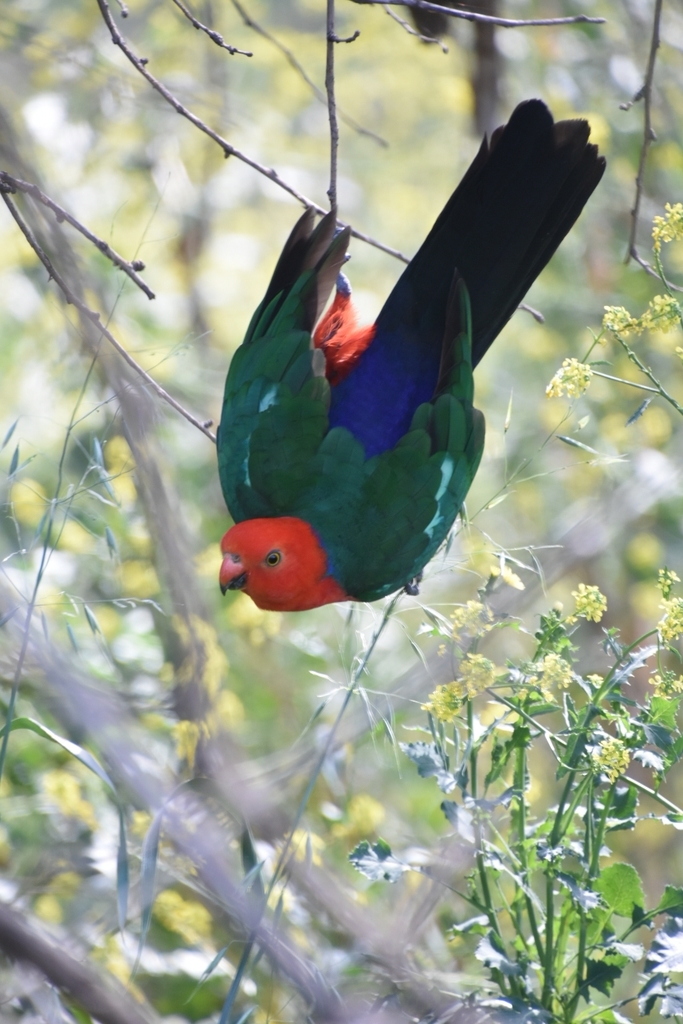 King Parrots