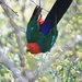 King-Parrots - Photo (c) Taylor, some rights reserved (CC BY-NC), uploaded by Taylor