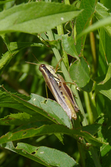 Dichroplus elongatus