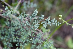 Argyrochosma formosa