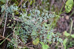 Argyrochosma formosa