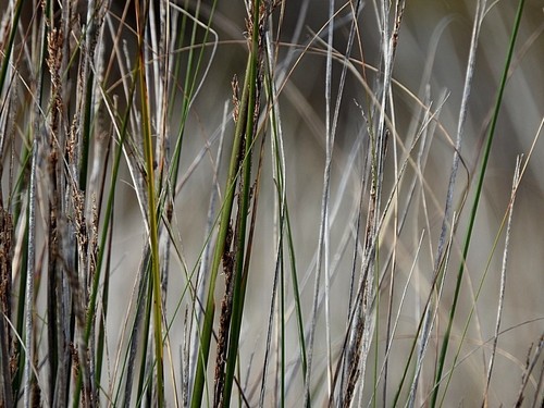 Image of Gahnia filum by (c) Max Campbell, some rights reserved (CC BY)
