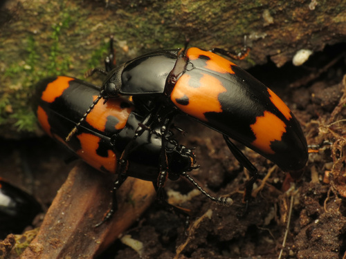 Pleasing Fungus Beetle photo 4