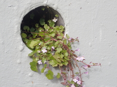 Cymbalaria muralis