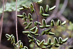 Argyrochosma formosa