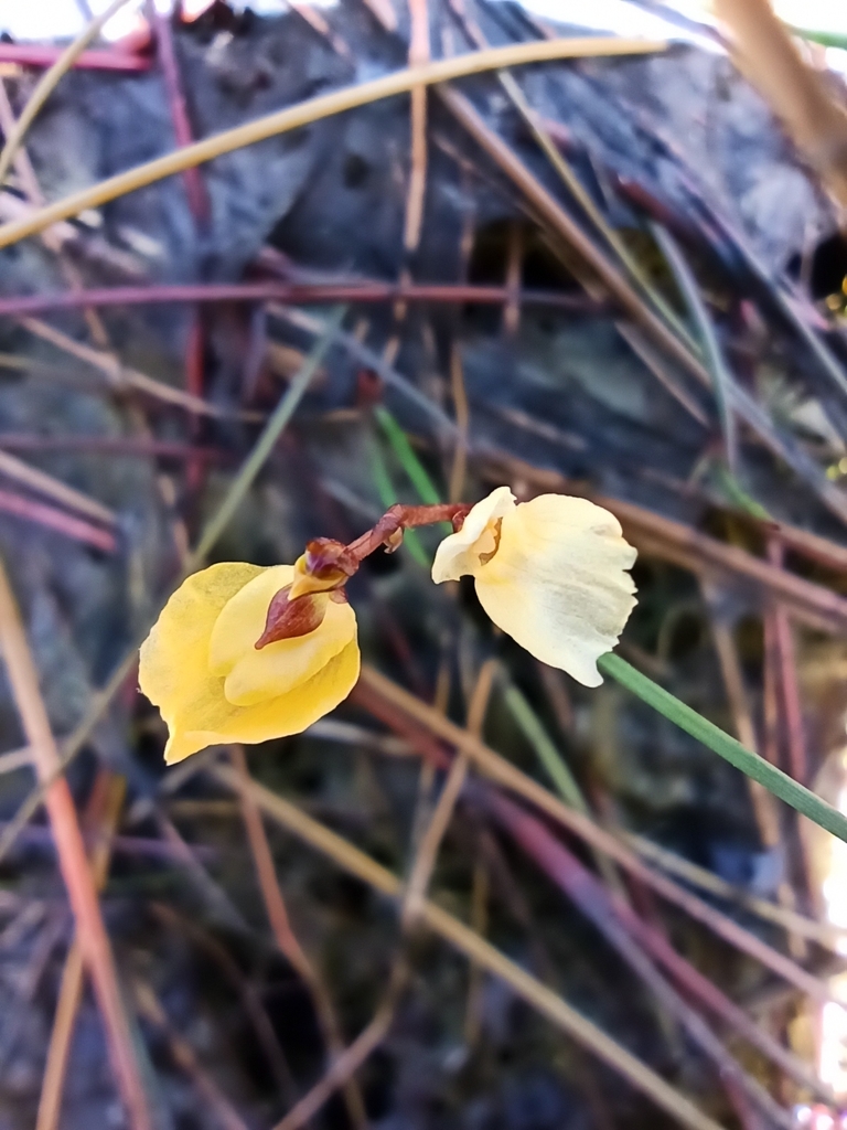 Utricularia minor L. 4