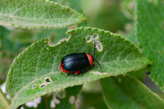 Asphaera abdominalis