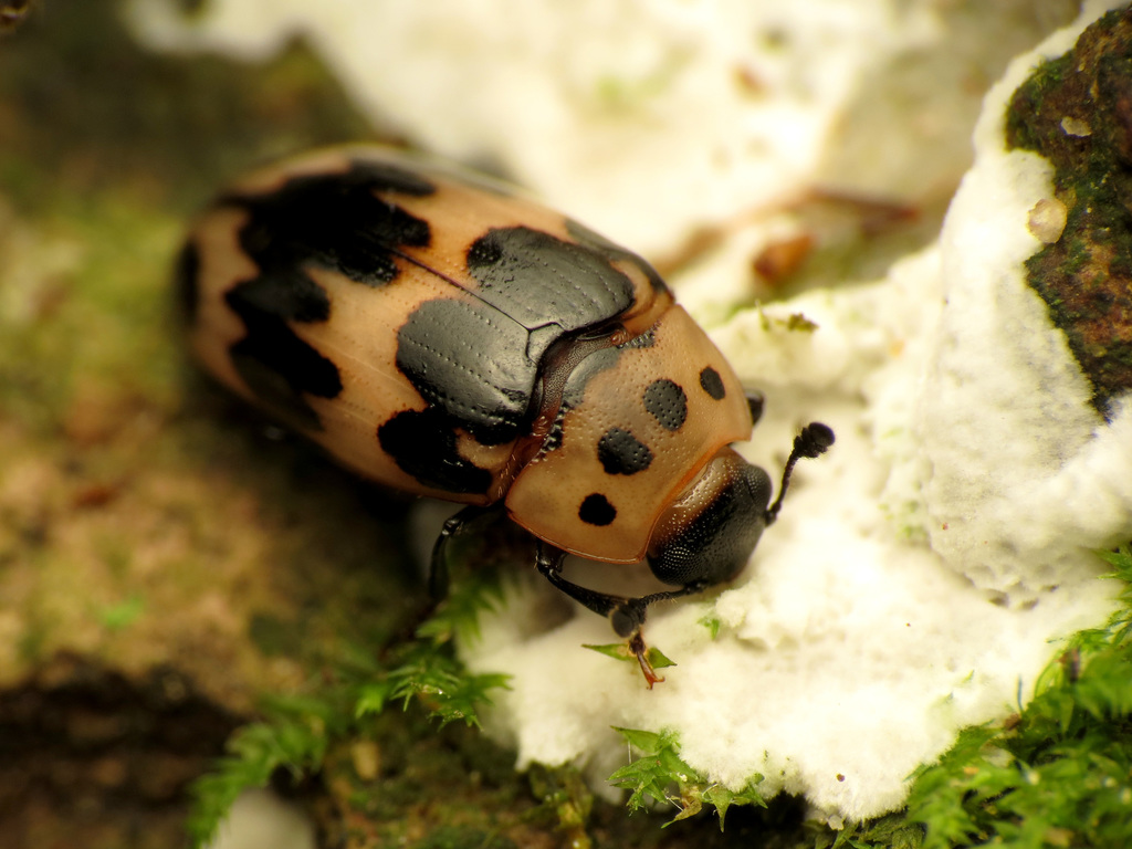 Ischyrus