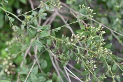 Archibaccharis serratifolia