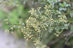 Archibaccharis serratifolia