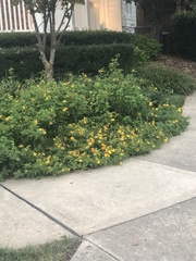 Cosmos sulphureus