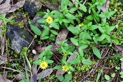 Melampodium montanum