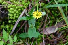 Melampodium montanum