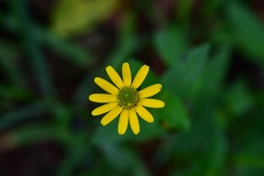 Melampodium montanum