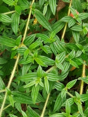 Monochaetum floribundum