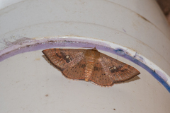 Banisia
