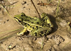 Lithobates kauffeldi