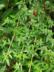 Monochaetum floribundum