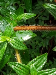 Monochaetum floribundum