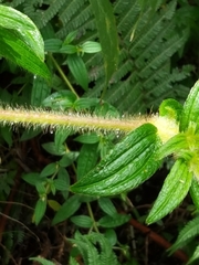 Monochaetum floribundum