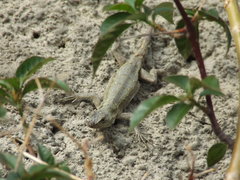 Sceloporus grammicus