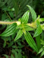 Monochaetum floribundum