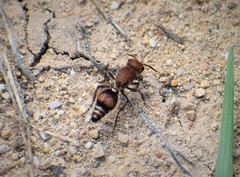 Dasymutilla scaevola