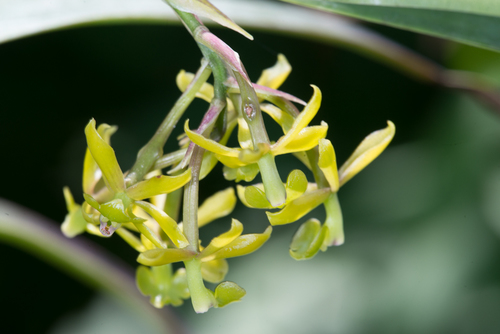 Epidendrum rosilloi Hágsater 2