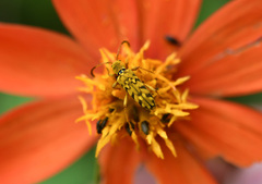 Ochraethes pollinosus