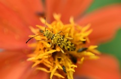 Ochraethes pollinosus