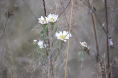 Symphyotrichum moranense