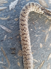 Masticophis flagellum