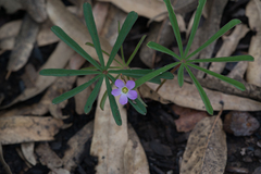 Oxalis hernandesii