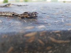 Masticophis flagellum