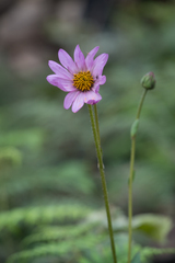 Iostephane heterophylla