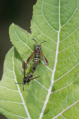 Sesiidae