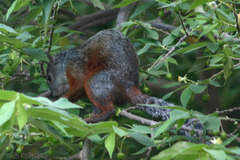 Sciurus aureogaster