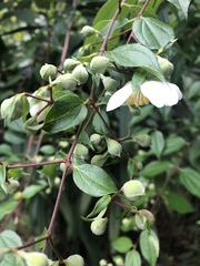 Philadelphus mexicanus