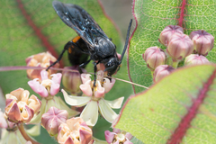 Pygodasis ephippium ephippium