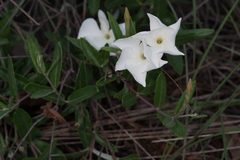 Mandevilla hypoleuca